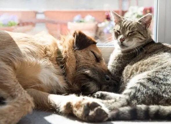 Kako Je Veterinarska Znanost Prošla Od Liječenja Kuge Goveda Do Suvremenih Kućnih Ljubimaca