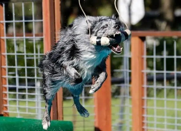 Fördelning Av Hundsporter: Dockdykning