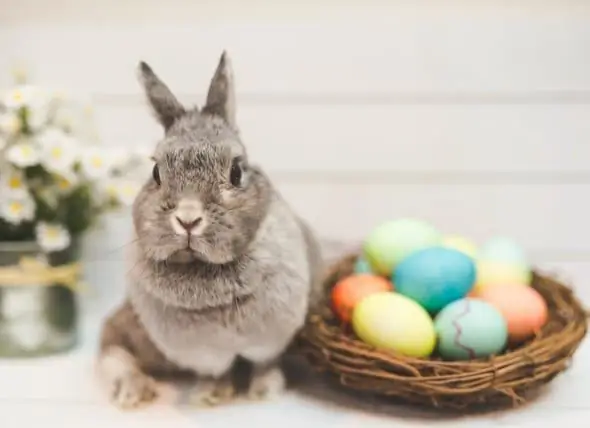 Warum Nicht Ein Kaninchen Zu Ostern Schenken?