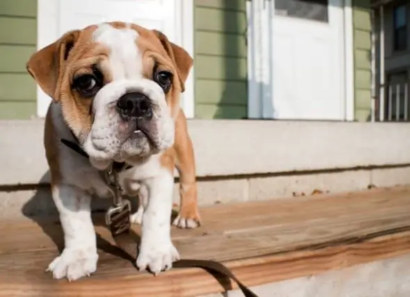 Cara Menjaga Anak Anjing Baru Dari Kencing Di Rumah