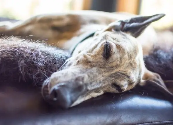 Was Sie Wissen Sollten, Wenn Sie Erwägen, Einen Greyhound Zu Adoptieren