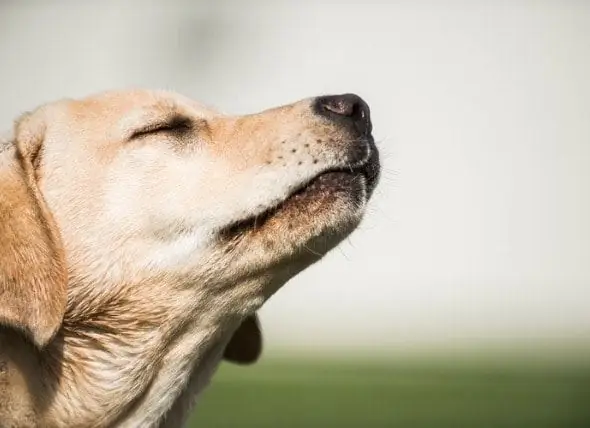 როგორ ხდება Sniffer ძაღლები ძაღლები, რომლებსაც კიბოს სუნი აქვთ