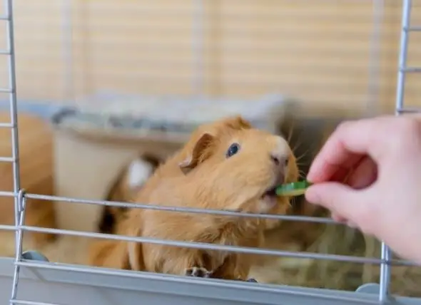 5 Hal Yang Anda Butuhkan Untuk Membuat Guinea Pig Anda Lebih Sehat Dan Lebih Bahagia