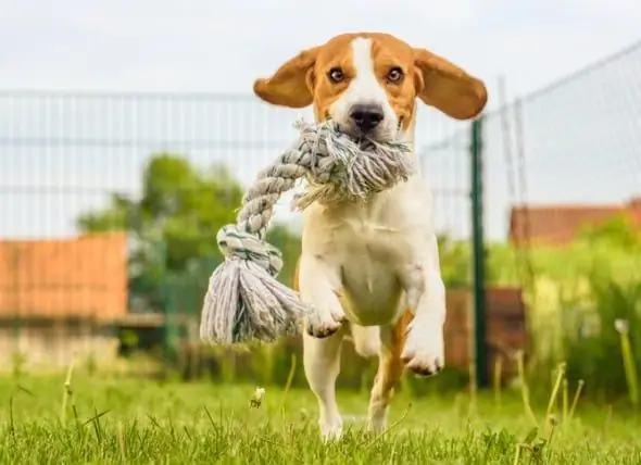 5 Bienfaits Pour La Santé Auxquels Vous Pouvez Vous Attendre Lorsque Vous Aidez Votre Chien à Perdre Du Poids