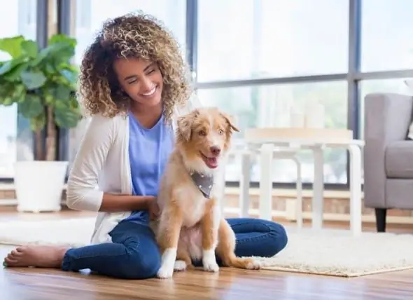 Vijf Eenvoudige Tips Voor Het Trainen Van Een Puppy En Het Opbouwen Van Een Band