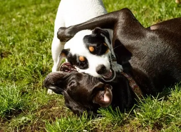 Veiligheid In Die Hondepark: 6 Wenke Vir Troeteldierouers