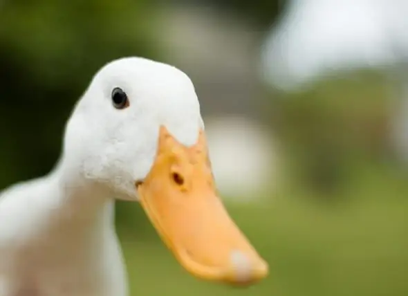 Können Menschen Enten Als Haustiere Haben?