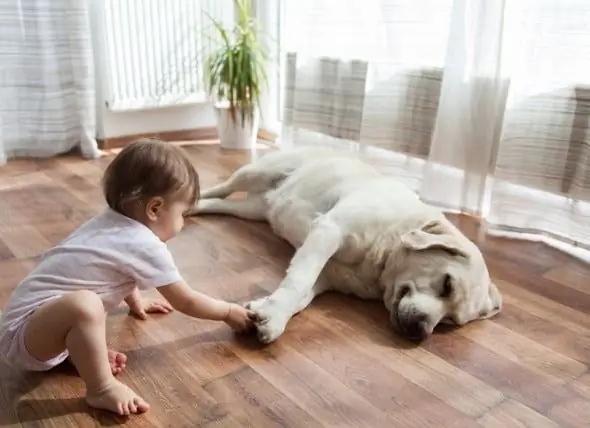 Wie Man Hundebisse Bei Kindern Reduziert, Indem Man Kindern Beibringt, Wie Man Sich Hunden Nähert