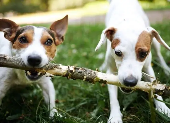 Comment Vieillit Un Chien Et Ce à Quoi Vous Pouvez Vous Attendre à Chaque étape De Sa Vie