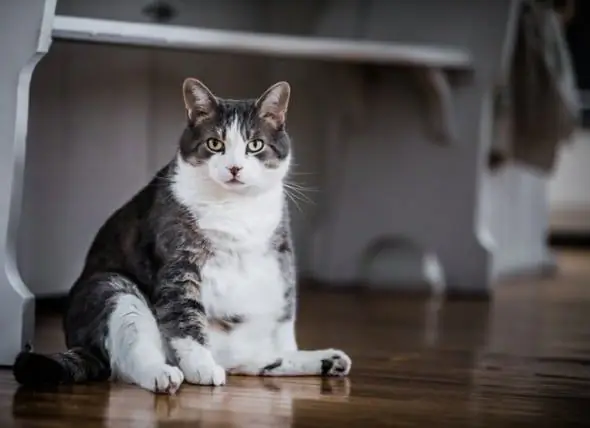 So Helfen Sie Ihrer Katze Beim Abnehmen Und Halten Sie Fern