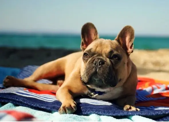 Anda Bukan Orang Tua Hewan Peliharaan Yang Buruk Jika Anjing Anda Membenci Taman Anjing Atau Pantai Anjing