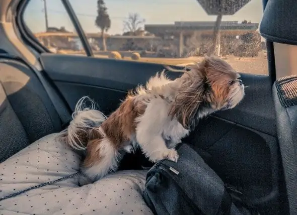 Honde Beddens Vir Troeteldiere Wat Saam Met Hul Mense Reis