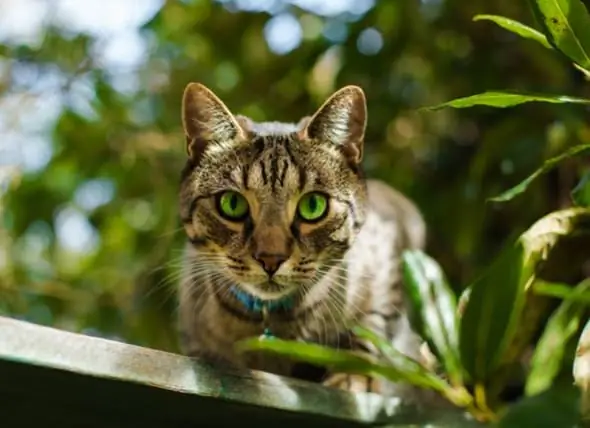 Kota Selandia Baru Mempertimbangkan Larangan Kucing Untuk Melindungi Satwa Liar