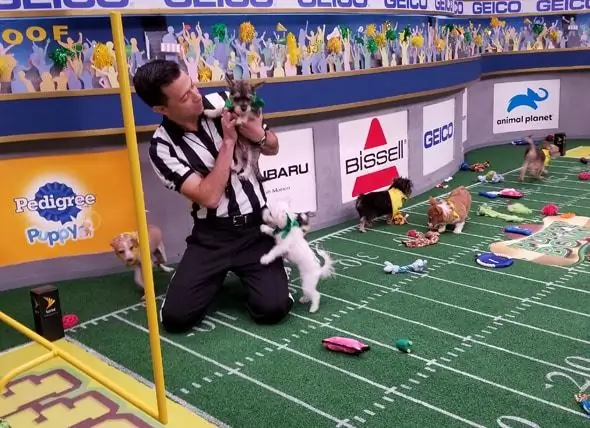 8 điều Bạn Chưa Biết Về Puppy Bowl