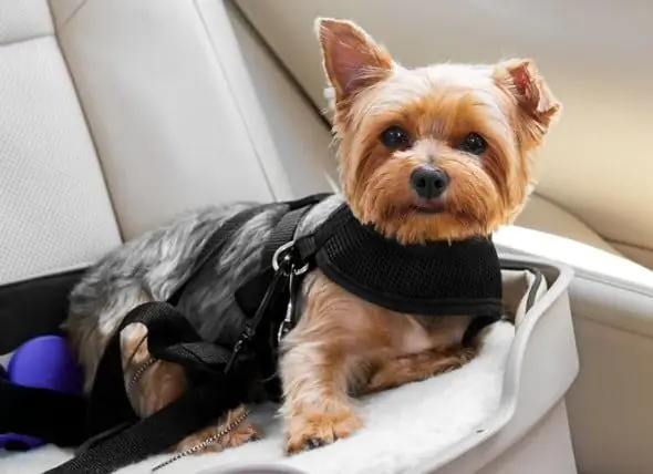 Sécurité En Voiture Pour Chien : Avez-vous Besoin D'un Siège D'auto Pour Chien, D'une Ceinture De Sécurité Pour Chien, D'une Barrière Ou D'un Transporteur ?