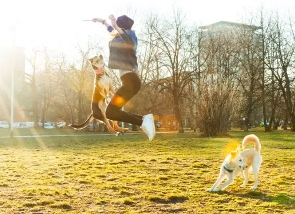 Kaip Viską Paversti „Parkour“šunų Judrumo Kursu