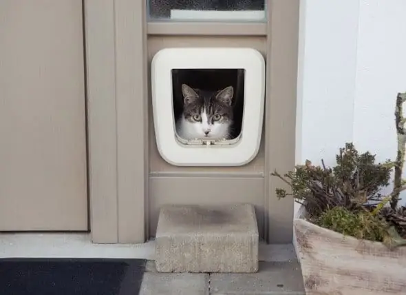 Paano Sanayin Ang Iyong Pusa Na Gumamit Ng Pusa Ng Cat