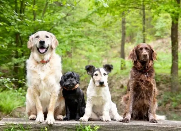 Problèmes De Santé Des Chiens : Les Chiens De Race Mixte Ont-ils Un Avantage Sur Les Chiens De Race ?