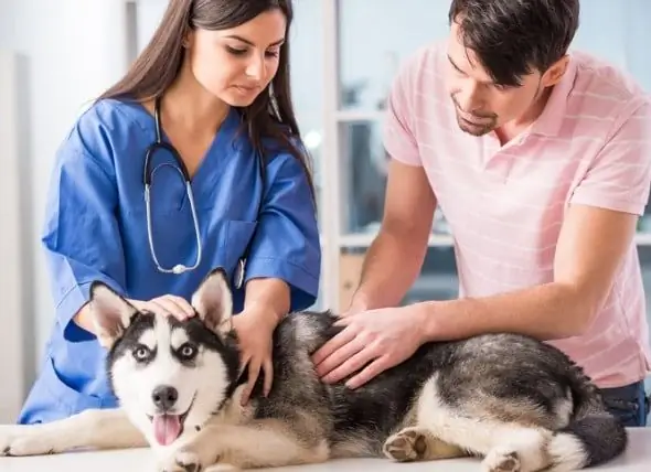 4 Stvari, Ki Jih Starši Hišnih Ljubljenčkov Počnejo Pri Imenovanjih Veterinarja, Ki Poganjajo Matice