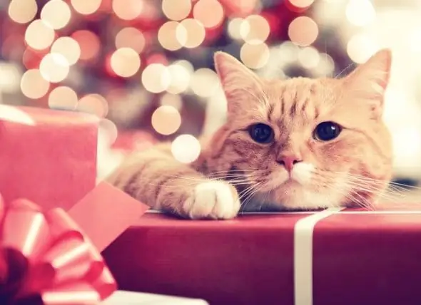 12 Regalos Navideños Para Mascotas Con Los Que Sorprender A Tus Amigos De Cuatro Patas