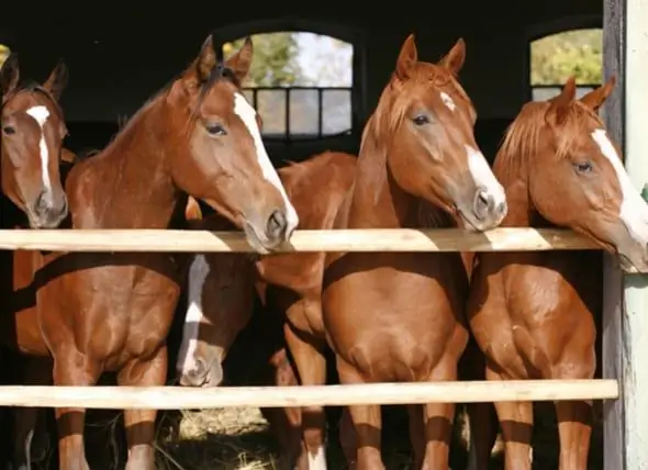 Horse Mengubah Toko Hewan Peliharaan Lokal Menjadi Tempat Menginjak Biasa