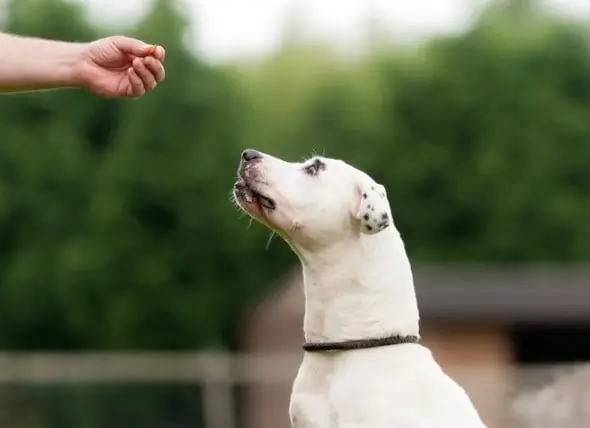 Come Trovare Le Prelibatezze Per L'addestramento Del Cane Da Un Milione Di Dollari Del Tuo Cucciolo?