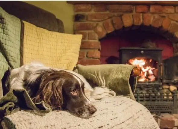 7 Modi Per Alleviare L'artrite Del Cane In Un Clima Più Fresco