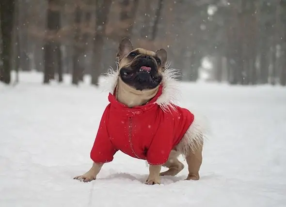 Wie Man Einen Hund Bei Winterwetter Warm Hält