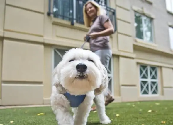 „Condo“išleidžia 2 500 USD šunų DNR Tyrimams, Kad Galėtų Atsekti šunų Kukulius Kaltiems Savininkams