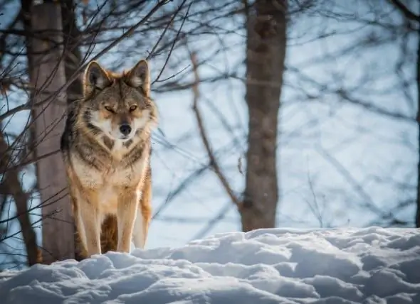 Veiligheidstips Voor Honden Om Aanvallen Van Alligators, Coyote-aanvallen En Andere Aanvallen Van Dieren Te Vermijden