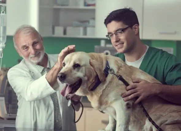 Hva Du Skal Gjøre Når En Annen Hund Biter Hunden Din