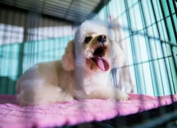 Entrenamiento Para Ir Al Baño A Un Perro Mayor: Una Guía Práctica Sobre El Uso Del Entrenamiento Con Jaulas