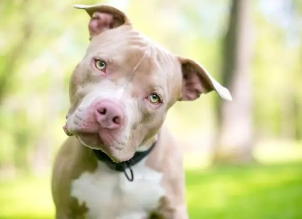 8 أشياء تريد أن تعرفها ملاجئ الحيوانات عن Pit Bull Dogs