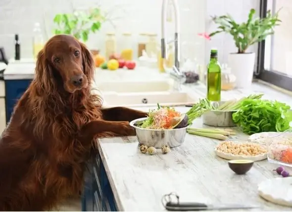 Comida Caseira Para Cães: Dicas Para Cozinhar Para O Seu Cão