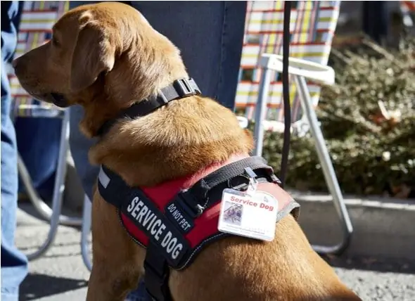 8 Saker Du Aldrig Visste Att En Servicehund Kunde Göra