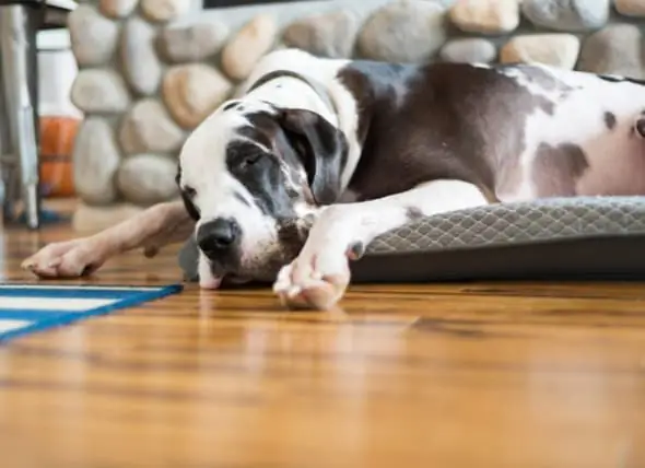 Cómo Elegir Camas Para Perros Grandes Para Razas De Perros Gigantes