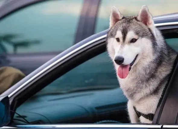 Waarom Honden In Hete Auto's Niet Alleen Een Zomerprobleem Zijn