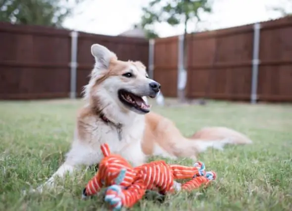 Gehen Sie Mit Ihrem Hund Spazieren Oder Lassen Sie Ihren Hund Einfach Im Garten