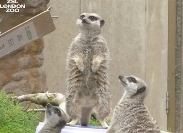 Zoo ZSL V Londýně Každoročně Váží Zvířata