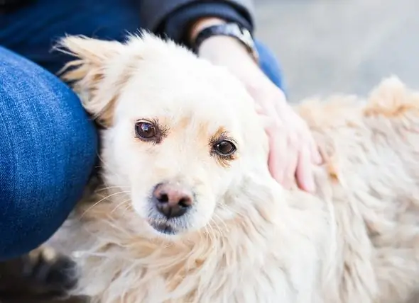 Die Versorger Belas By Troeteldierouers Met Chronies Siek Honde En Katte