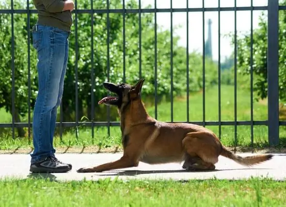 Hoe Om 'n Hond Te Leer Lê, Maak Nie Saak Waar U Is Nie