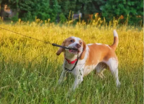 Hvorfor Hunden Din Ikke Vil Gå I Bånd, Fra Hundetrening Til Helseproblemer