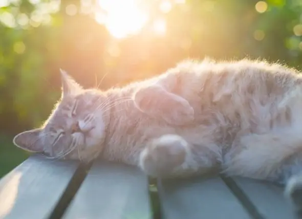 Dermatite Solaire Chez Les Chats : Comment Prévenir Les Coups De Soleil Chez Les Chats