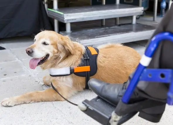 Hizmet Köpekleri, Duygusal Destek Köpekleri Ve Terapi Köpekleri Arasındaki Fark Nedir?