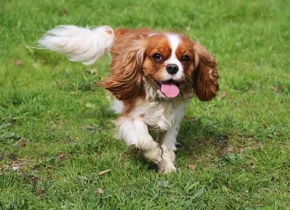 Comment Reconnaître Les Maladies Cardiaques Chez Les Chiens Et Les Chats