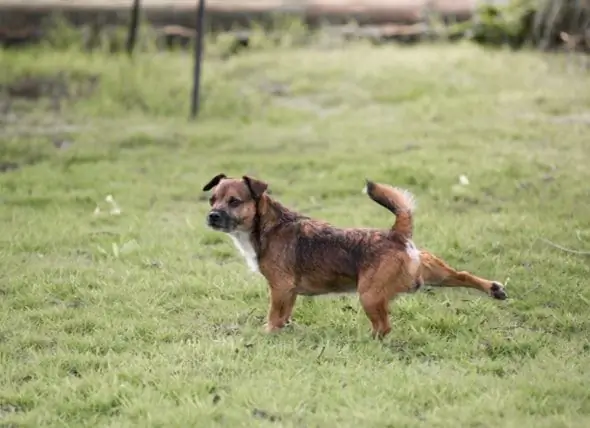 Comportement Du Chien : Pourquoi Les Chiens Frappent-ils Leurs Pieds Après Avoir Fait Caca ?