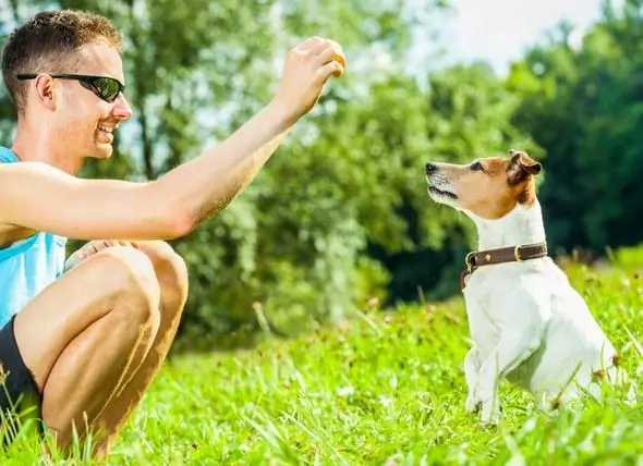 Cómo Enseñarle A Un Perro A Sentarse Sin Importar Dónde Estés