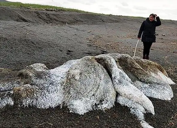 Gizemli, Tüylü “Deniz Canavarı” Bir Rus Kıyısında Yıkandı