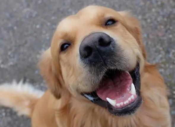 Apakah Anjing Tersenyum? Ilmu Di Balik Penampilan Yang Kita Dapatkan Dari Anjing Yang Bahagia