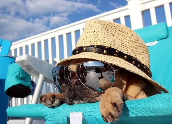 Consejos De Seguridad Para Los Animales En Verano Para Combatir El Calor